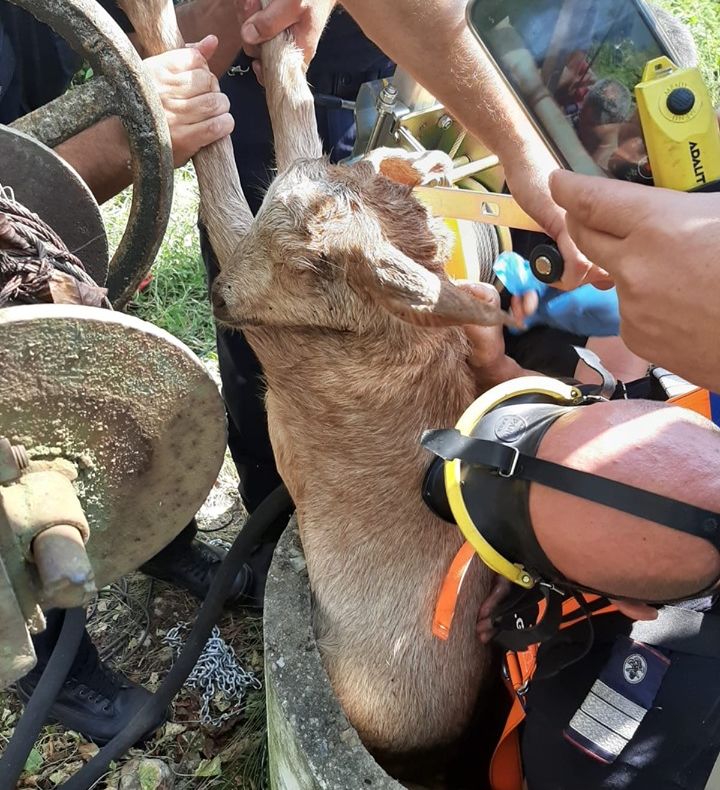 Video! Ied căzut în puț, salvat de pompierii argeșeni