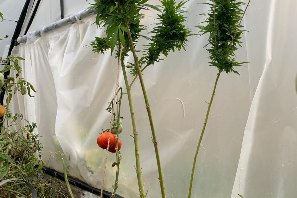 Plantaţie de cannabis în solar, printre roşii şi castraveţi