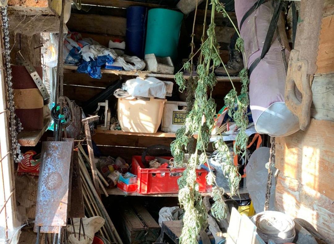 Cetăţean belgian planta cannabis în curtea casei din Argeş