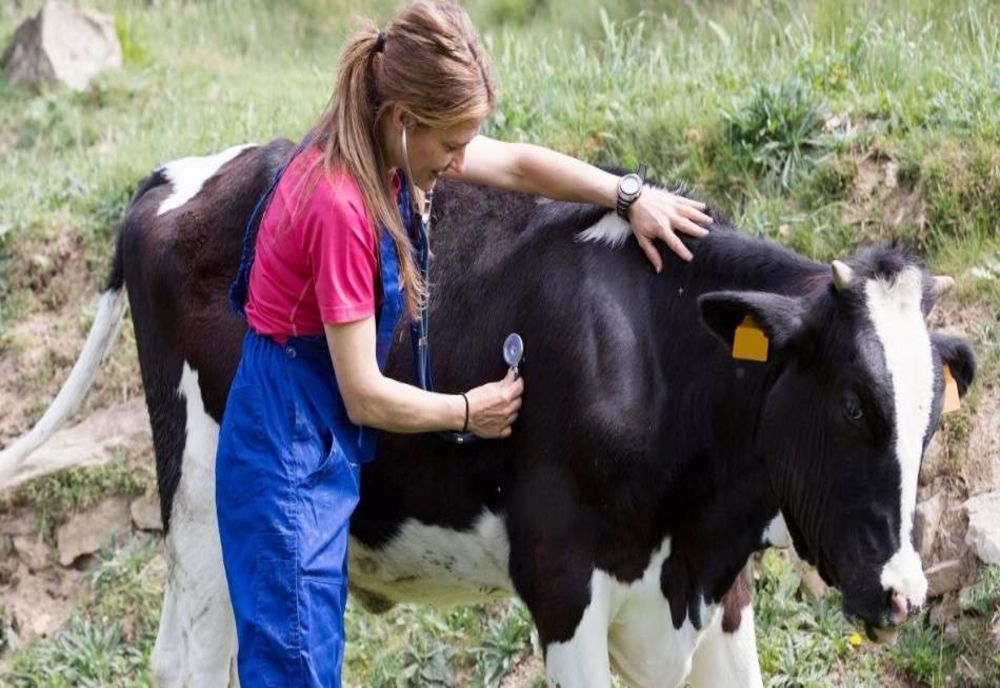 Criză de medici veterinari! 13 posturi vacante la DSVSA Argeș