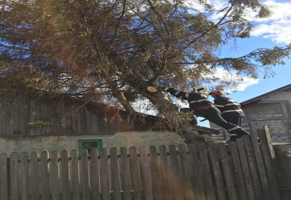 Video-Brad smuls din rădăcini a căzut pe casă!