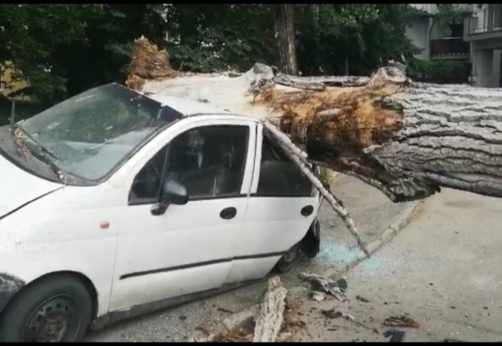 Video-Trei mașini distruse de un copac rupt!