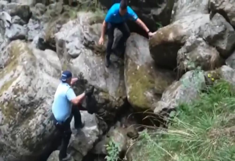 Video-Jandarmii au salvat un pui de urs rănit, din Valea lui Stan!