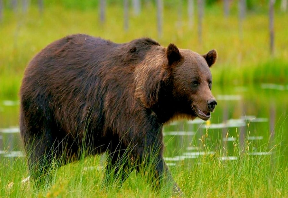Finanțare de la Ministerul Mediului pentru garduri electrice împotriva urșilor