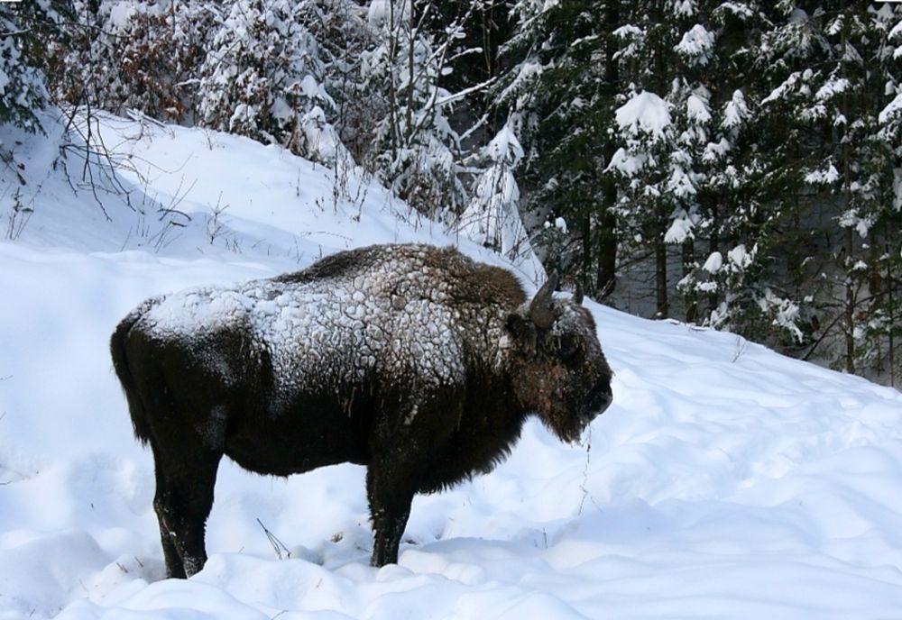 După 200 de ani zimbrii s- au întors acasă, în Făgăraș