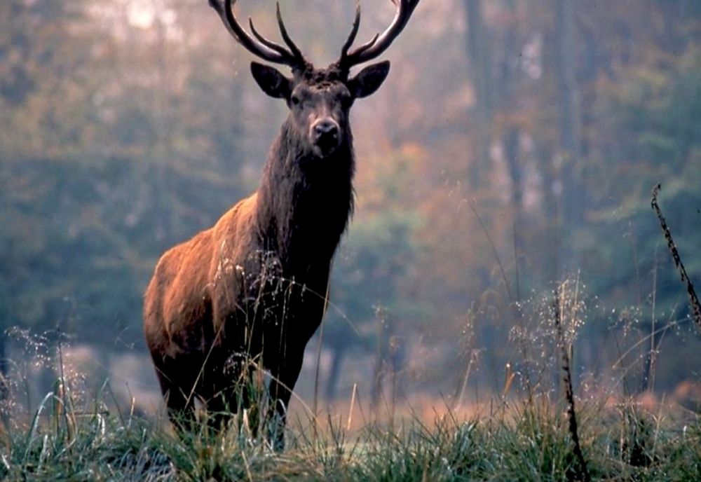 Doi cerbi au fost împușcați de braconieri, în Argeș