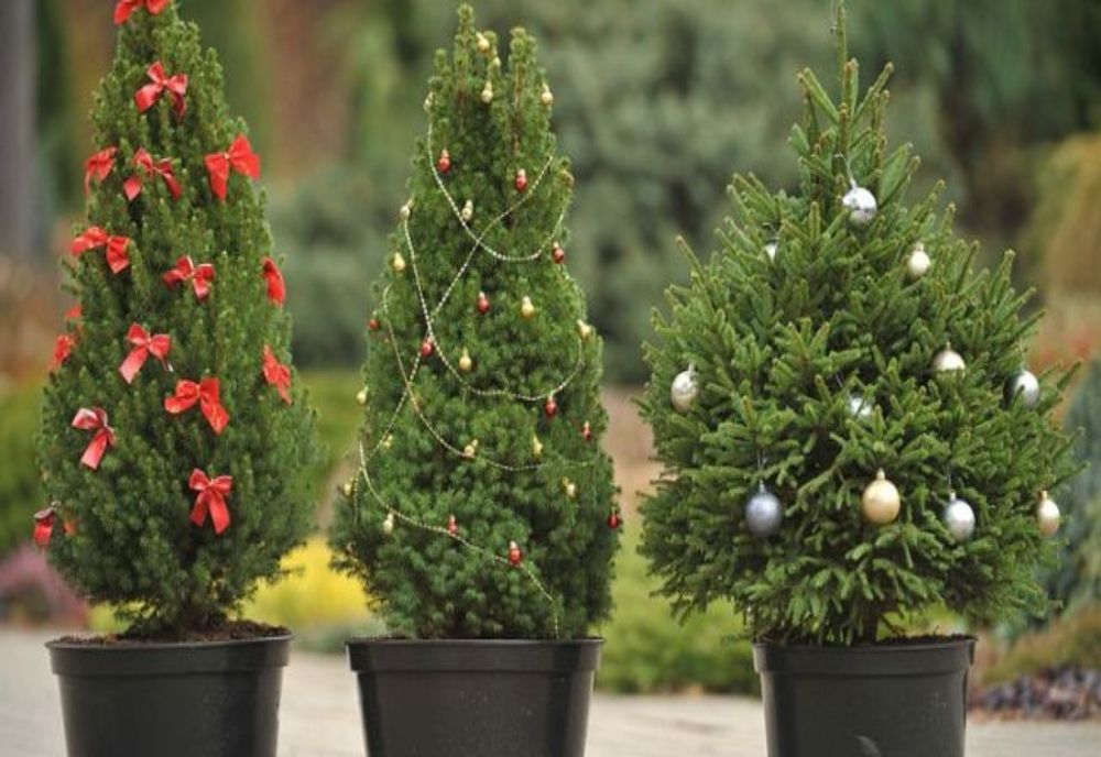 Cât va costa un pom de Crăciun din Regia Națională a Pădurilor, Romsilva