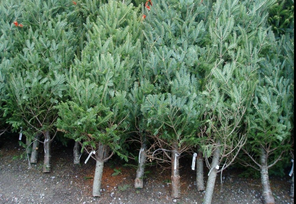 Cât costă brazii naturali de Crăciun. Prețurile anunțate de Romsilva