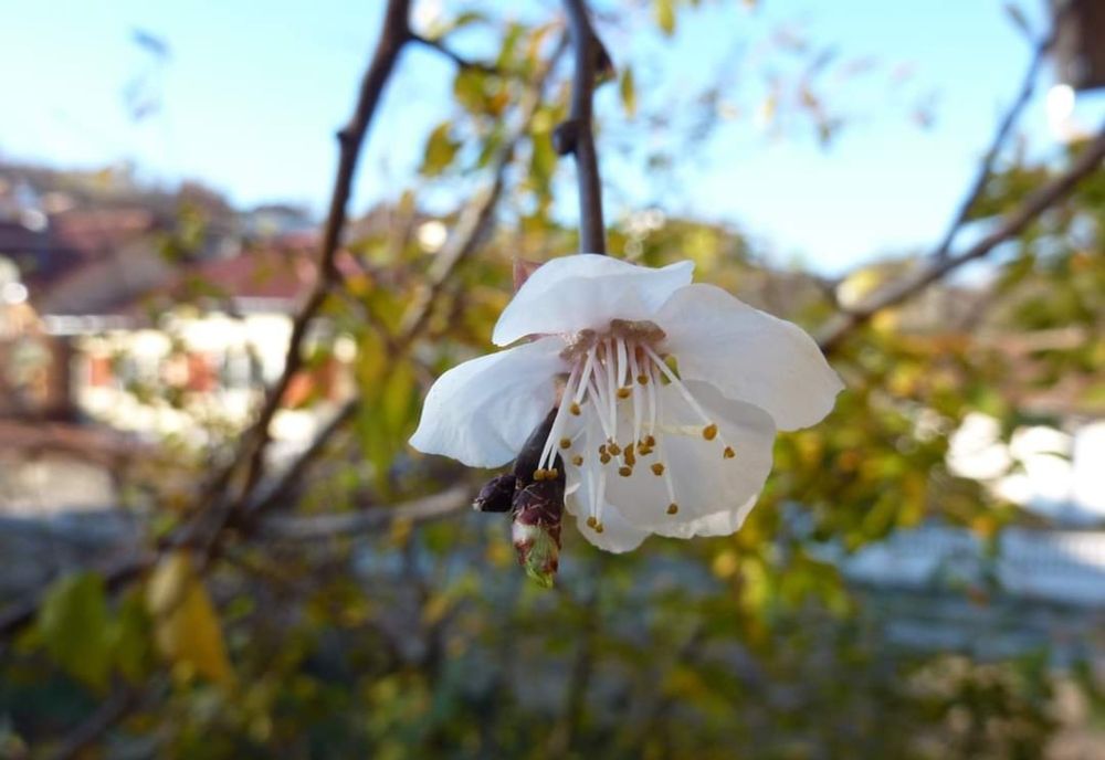 Astăzi Gerul Bobotezei a fost înlocuit cu temperaturi de primăvară. Copaci înfloriți în ianuarie