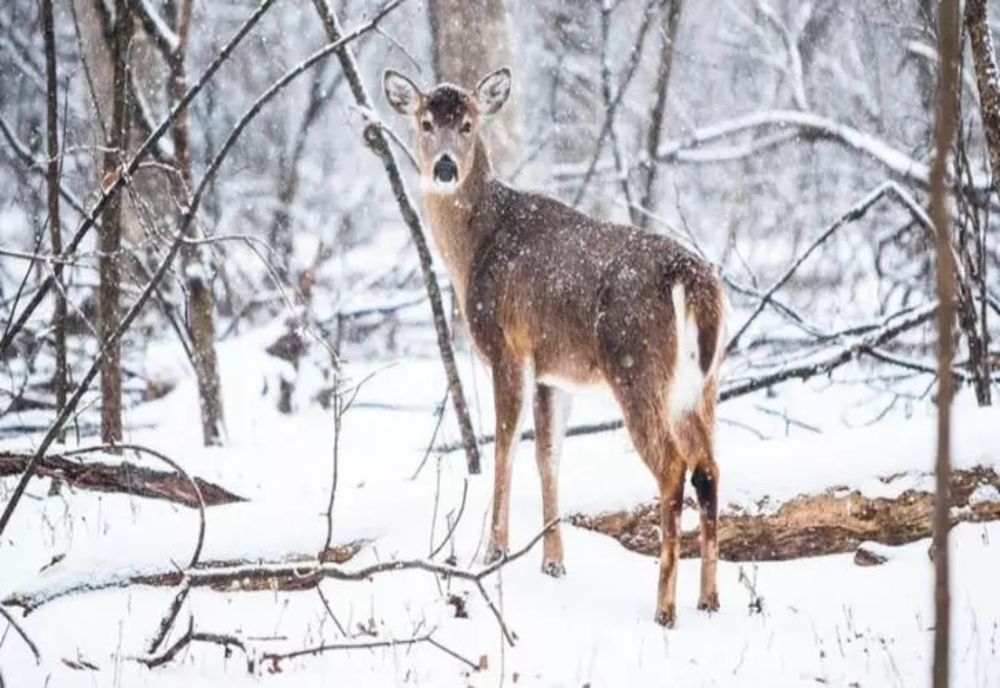 Vremea se schimbă brusc înainte de Crăciun