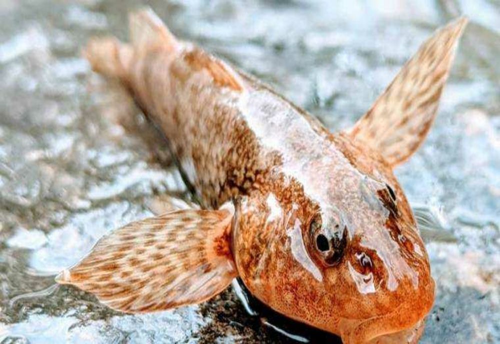 Argeș. Lipsa puietului de asprete în râul Vâlsan - semnal de alarmă! Risc de dispariție a speciei