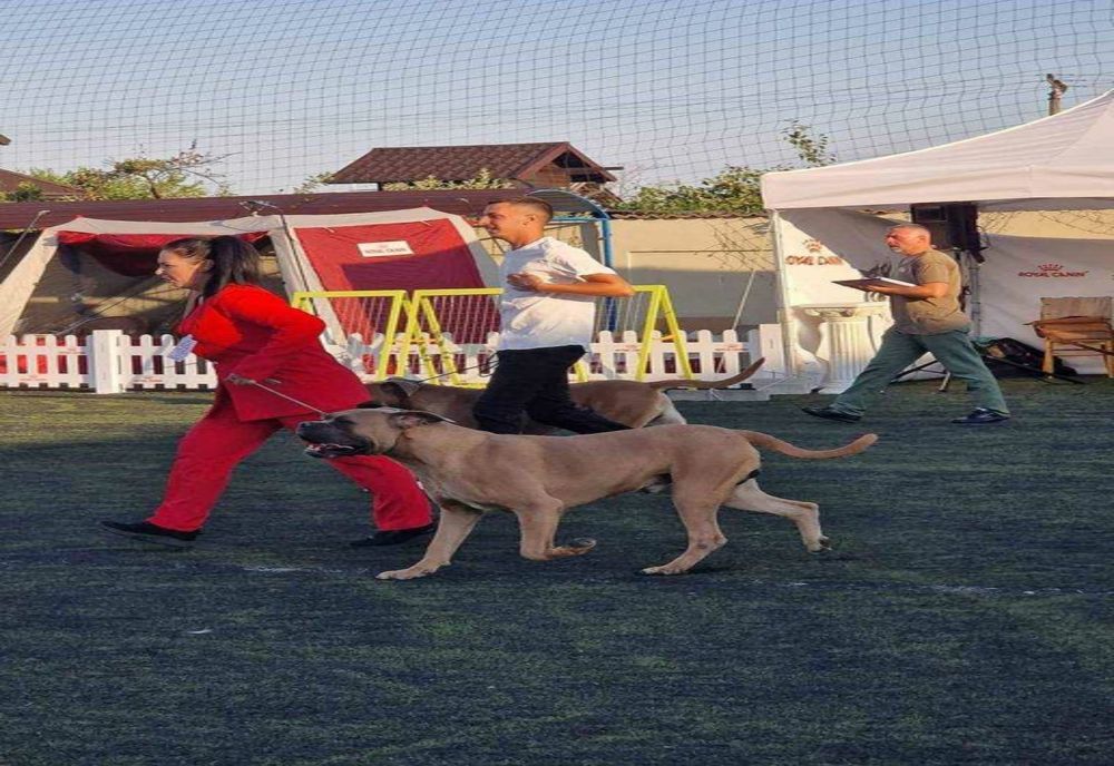 EXPOZIȚIE CANINĂ NOCTURNĂ LA PITEȘTI: MOONLIGHT DOG SHOW REVINE DUPĂ ȘAPTE ANI