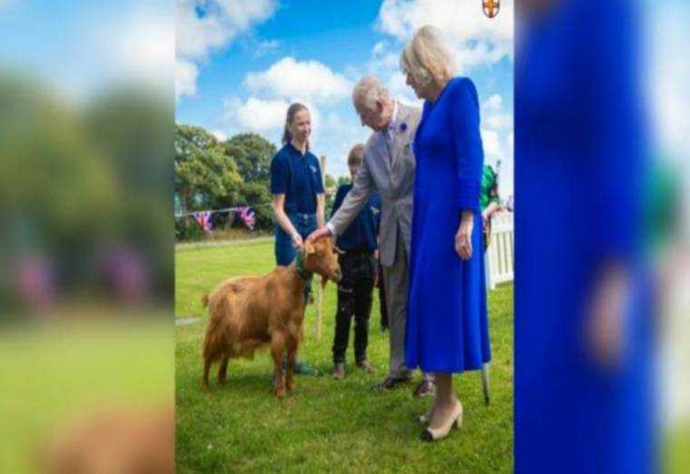 PRIMA CAPRĂ ÎNNOBITĂ DE REGALITATE