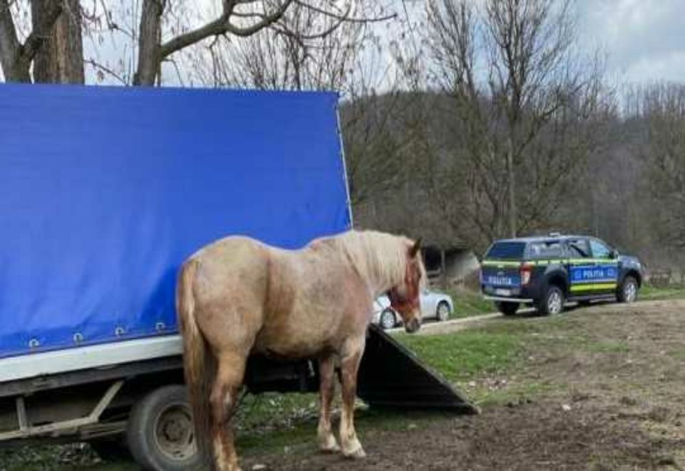 ACȚIUNE DE PREVENIRE ȘI COMBATERE A ABATERILOR DE LA NORMELE PRIVIND PROTECȚIA ANIMALELOR LA TÂRGUL DIN BEREOVOEȘTI