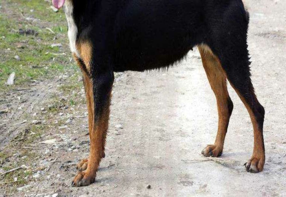 Argeșean trimis în judecată după ce câinele său a muşcat un om