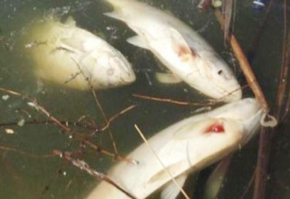 DISPARIȚIA MISTERIOASĂ A PEȘTILOR DIN LACUL OARJA – BALTA MARE