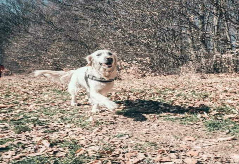 YUKANNA, CĂȚELUȘA SALVAMONT DISPĂRUTĂ ÎN JUDEȚUL ALBA