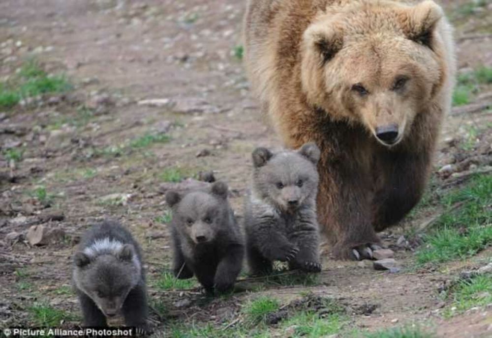 CINCI PUI DE URS, SALVAȚI DUPĂ MOARTEA MAMELOR ÎN PĂDURE