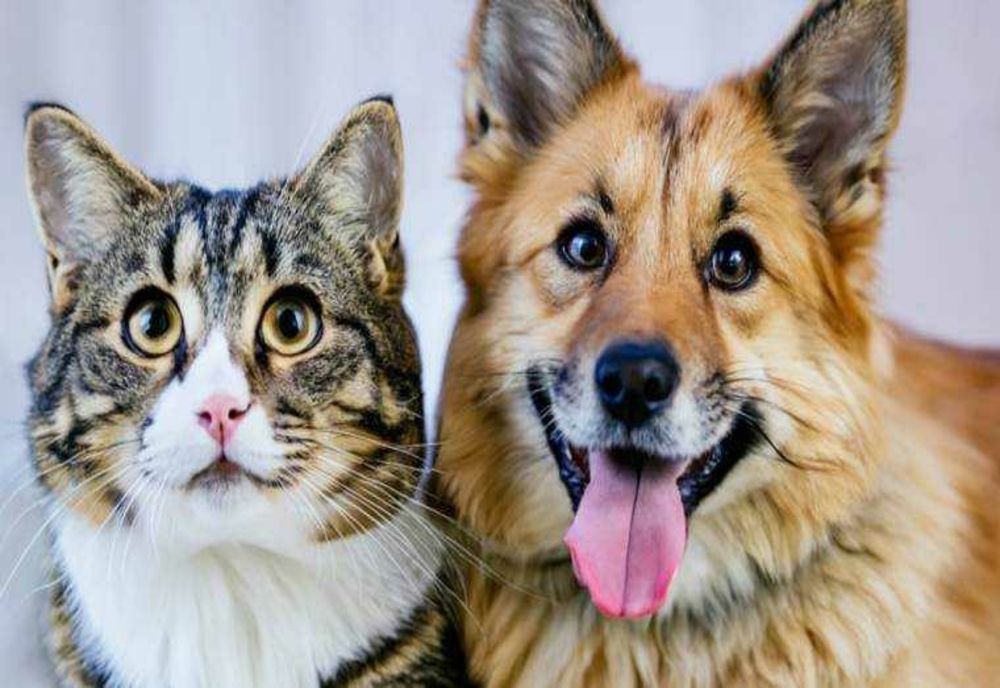 EDUXANIMA ȘI FRESSNAPF UNESC FORȚELE PENTRU PROTEJAREA ANIMALELOR