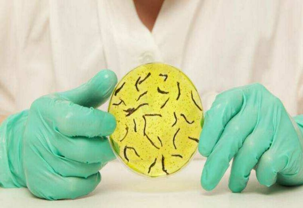 PRIMUL CAZ DE HOLERA CONFIRMAT ÎN BULGARIA DUPĂ 103 ANI