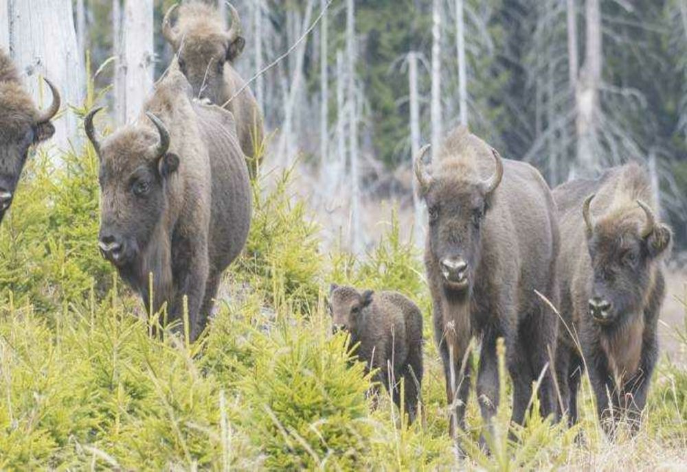 RELOCAREA UNUI ZIMBRU DIN ZONA NUCȘOARA
