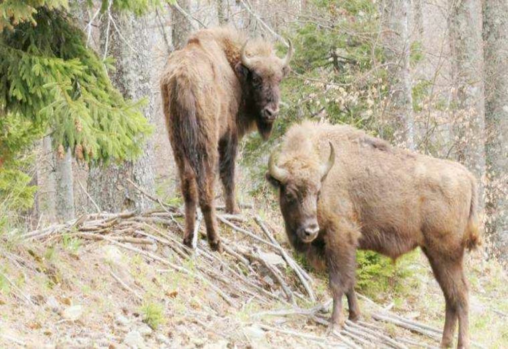 NOUL CENTRU DE INFORMARE TURISTICĂ ÎN LEREȘTI