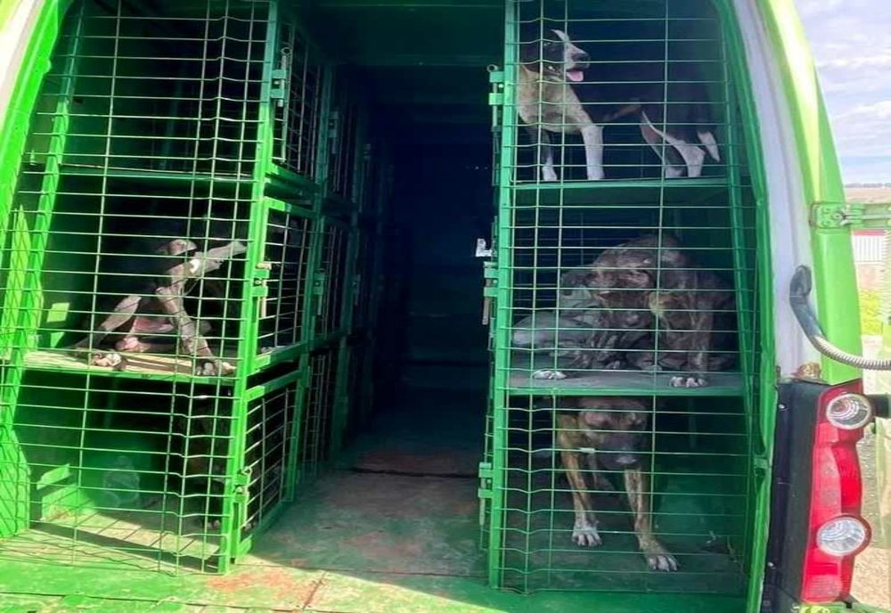 DESCOPERIRE ȘOCANTĂ ÎN TULCEA: Braconaj cinegetic și abuz asupra animalelor