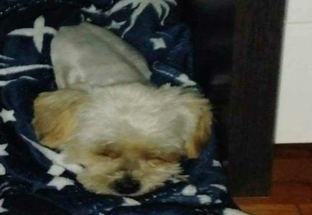 DRAMA DISPARIȚIEI UNEI FEMEI ȘI A CĂȚELUȘEI EI