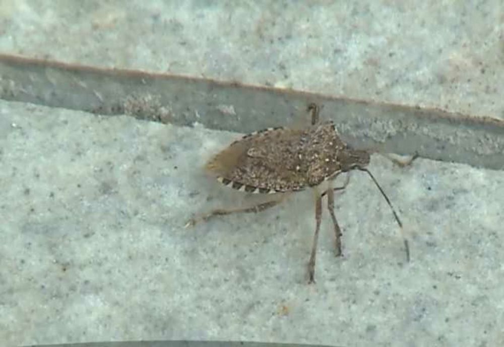 SPITALUL DE PEDIATRIE DIN TÂRGU MUREȘ, INVADAT DE PLOȘNIȚE MARMORATE