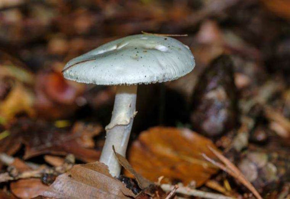 CREȘTEREA NUMĂRULUI DE PERSOANE INTOXICATE CU CIUPERCI