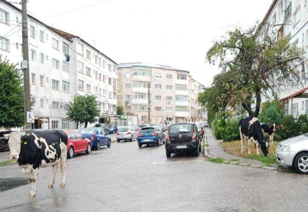 CÂINII FĂRĂ STĂPÂN DIN CÂMPULUNG - O PREZENȚĂ PREOCUPANTĂ