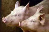 Avertisment ANSVSA pentru fermieri și stăpânii de animale: ce trebuie să facă în zilele de caniculă