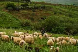 Intervenție de urgență în Masivul Leaota. Un cioban și-a pierdut cunoștința lângă o stână: a fost chemat elicopterul SMURD