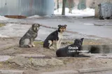 CÂINII VAGABONZI LIBERI - SIGURANȚA CETĂȚENILOR ÎN PERICOL