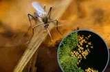 INSP: 2 cazuri de infecție cu virusul West Nile, confirmate în Argeș în 2026