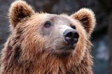 Scene incredibile în Vâlcea! Un bărbat a fugărit un urs cu lopata, iar jandarmii trag un semnal de alarmă