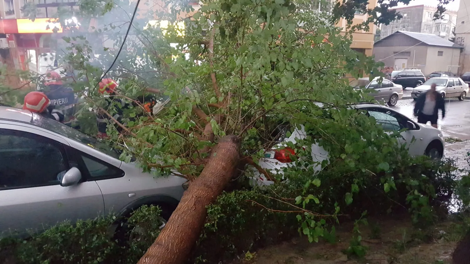 Copac doborât pe masini Pitesti 1
