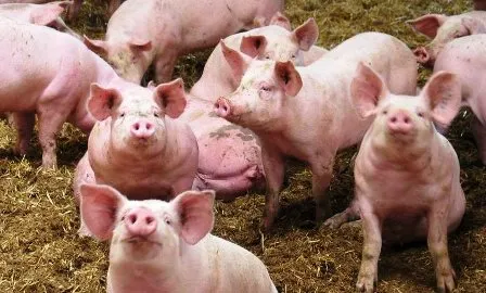 Pentru prevenirea pestei porcine, prudenta maxima in gospodarii si ferme