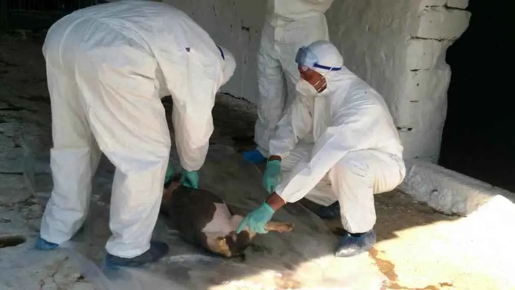 Pesta porcina infirmata in alte gospodarii din Negrasi