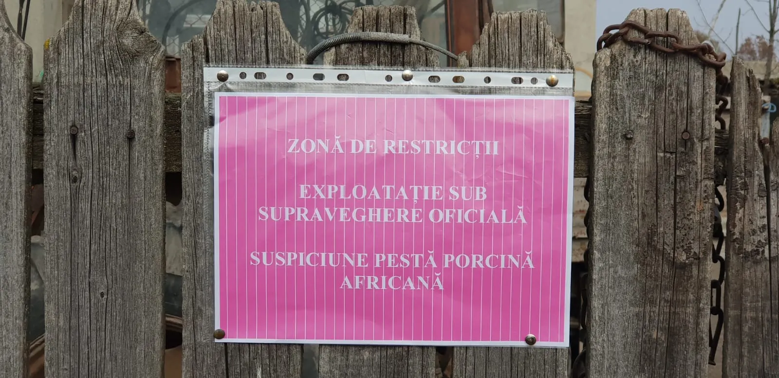 suspiciune de pesta porcina africana la Negrasi