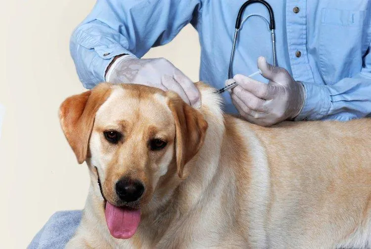 campanie de vaccinare antirabica la caini si pisici