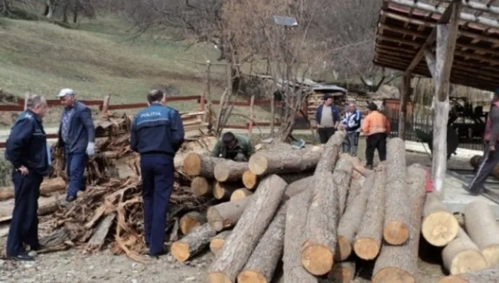 Dosare penale la regimul silvic