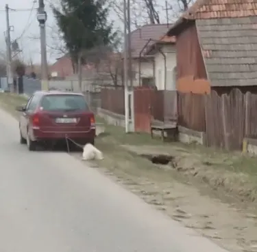 câine legat de mașină