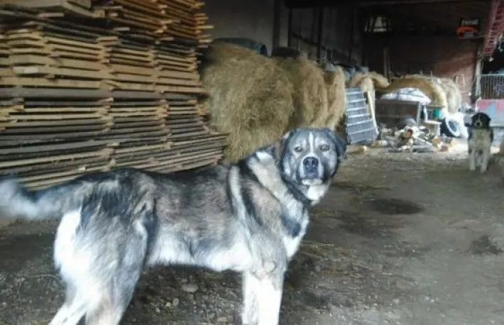 hoț fugărit de câine când voia să spargă o casă