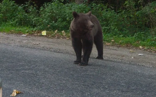 Cetatenii ameninta cu proteste din cauza ursilor.1