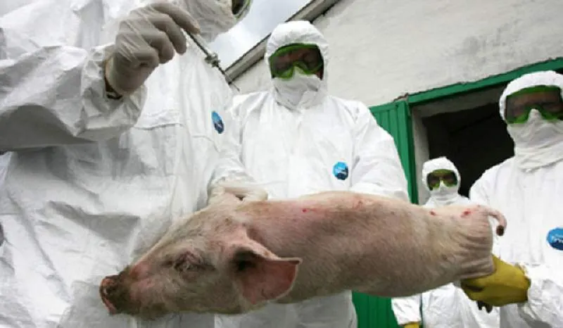 pesta porcină confirmată la Mărăcineni şi Dâmbovicioara
