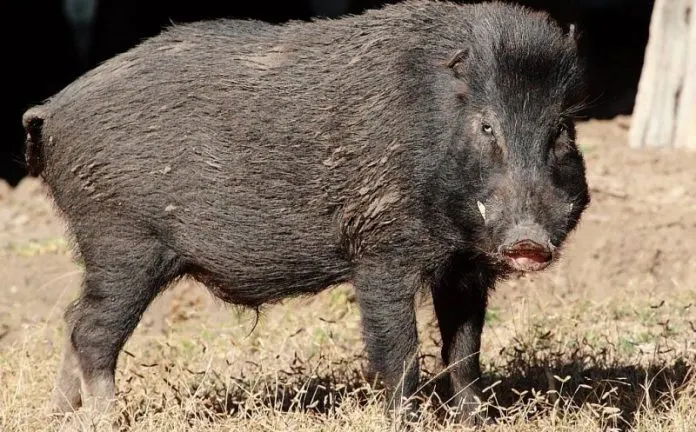 porci mistreți