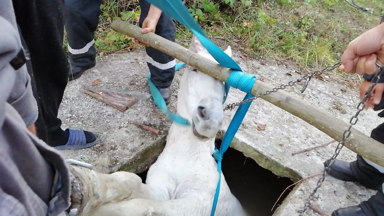 Cal salvat de pompieri dintr-un bazin adânc de doi metri (2)