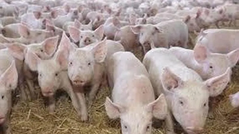 suspiciune de pestă porcină la o fermă