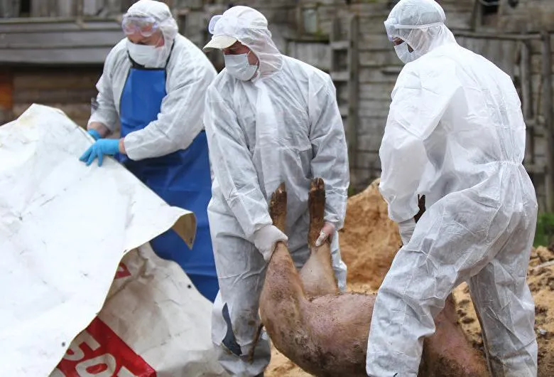 A doua fermă din Argeş cu pestă porcină africană